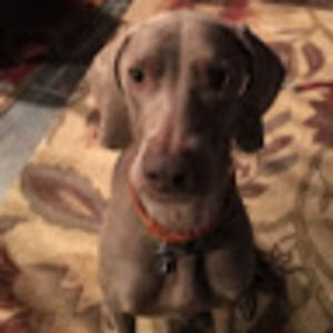 Meet your Posher, Nicholas